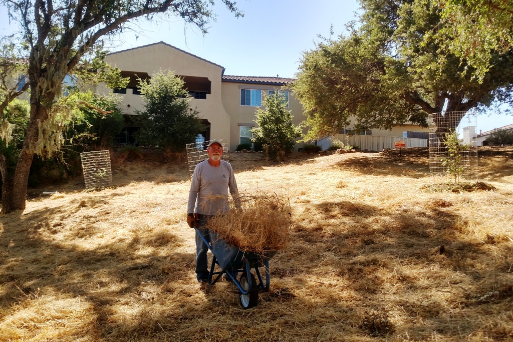 Cory hauling away some of the weeds removed from the trees.